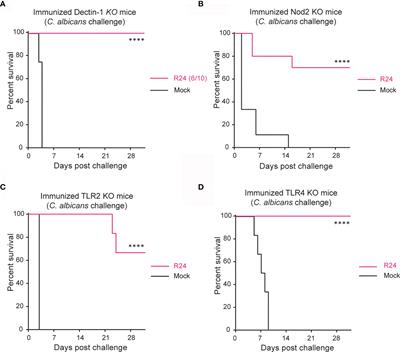 Gut-Evolved Candida albicans Induces Metabolic Changes in Neutrophils